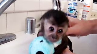 Купание малыша обезьянки