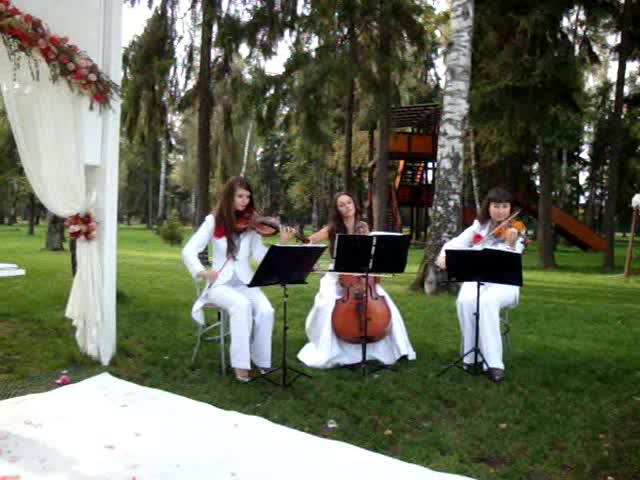 Трио клип. Свадьба скрипка. Струнное трио. Цыгане музыканты на свадьбу на скрипках.